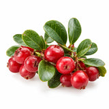 ARBUTINE