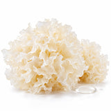 TREMELLA